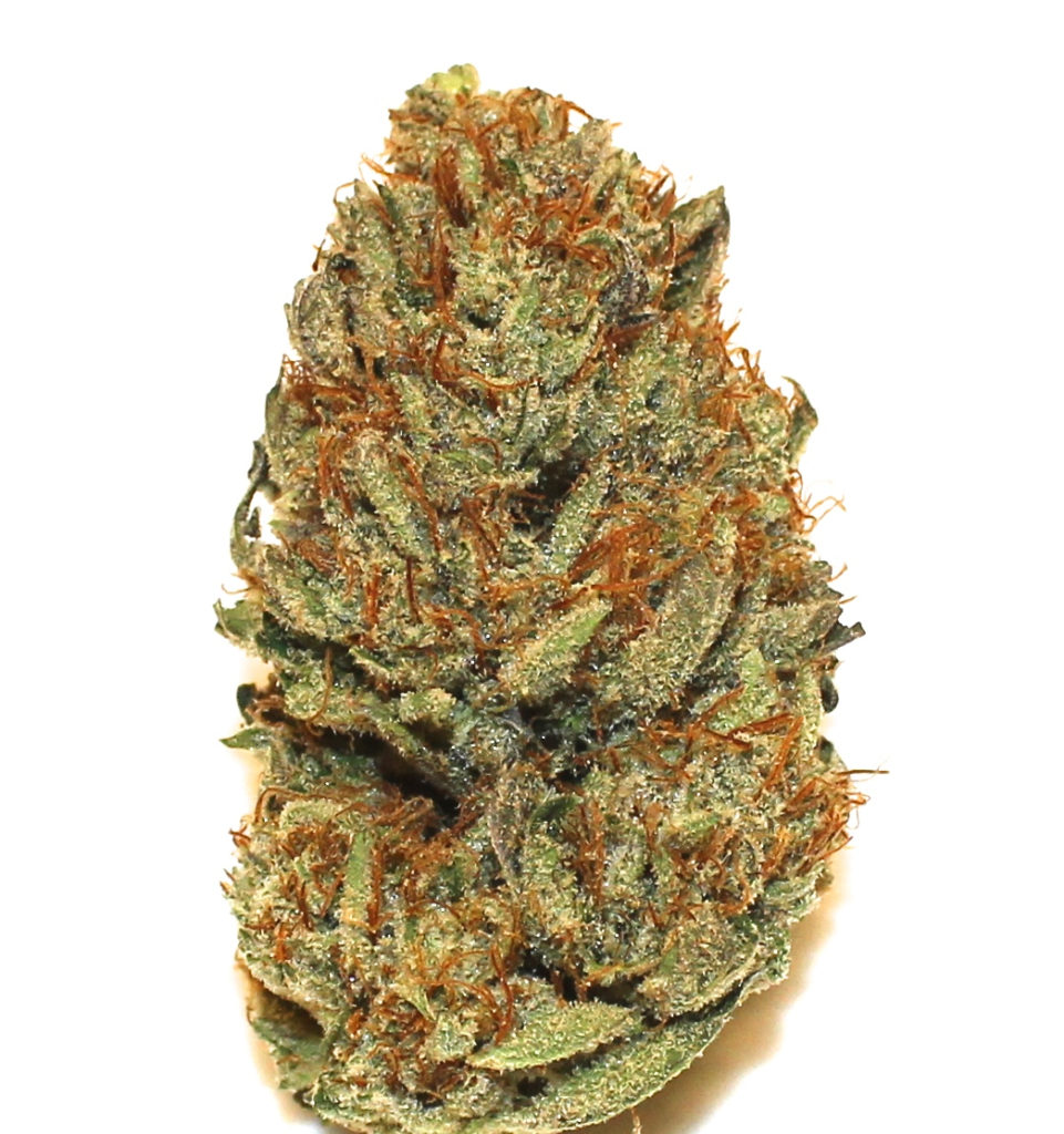 Featured Strain: GSC - SWC Arizona